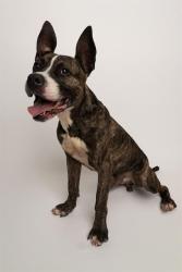 Shelter Stray Male Dog last seen CHARLOTTE, 8315 Byrum Dr, Charlotte, NC 28217, USA