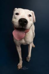 Shelter Stray Female Dog last seen CHARLOTTE, 8315 Byrum Dr, Charlotte, NC 28217, USA