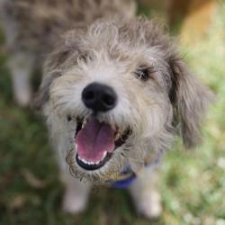 Shelter Stray Male Dog last seen VINCENT ST., 4710 TX-151, San Antonio, TX 78227, USA
