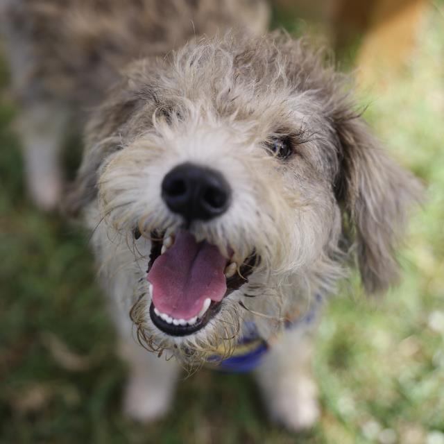 Shelter Stray Male Dog last seen VINCENT ST., 4710 TX-151, San Antonio, TX 78227, USA