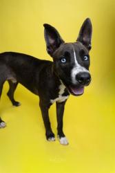 Shelter Stray Male Dog last seen CHARLOTTE, 8315 Byrum Dr, Charlotte, NC 28217, USA