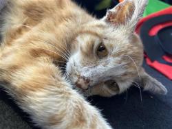 Shelter Stray Male Cat last seen FAIRMEADOWS, 4710 TX-151, San Antonio, TX 78227, USA