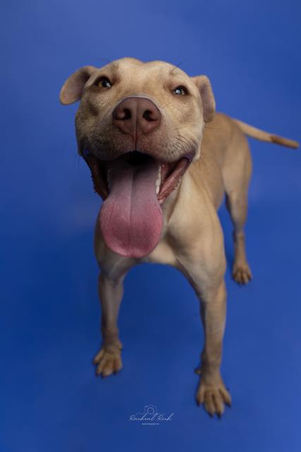 Shelter Stray Male Dog last seen CHARLOTTE, 8315 Byrum Dr, Charlotte, NC 28217, USA