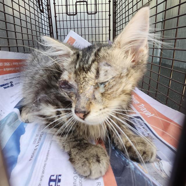 Shelter Stray Female Cat last seen Near BLOCK FLEMING, 4710 TX-151, San Antonio, TX 78227, USA