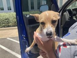 Shelter Stray Female Dog last seen , 4710 TX-151, San Antonio, TX 78227, USA