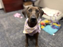 Shelter Stray Female Dog last seen CHARLOTTE, 8315 Byrum Dr, Charlotte, NC 28217, USA