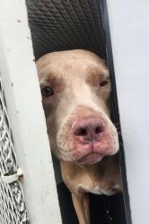 Shelter Stray Female Dog last seen Near BLOCK BOULDER HWY, LAS VEGAS NV 89122, 655 N Mojave Rd, Las Vegas, NV 89101, USA