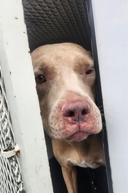 Shelter Stray Female Dog last seen Near BLOCK BOULDER HWY, LAS VEGAS NV 89122, 655 N Mojave Rd, Las Vegas, NV 89101, USA
