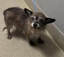 Shelter Stray Male Dog last seen CEDAR AVE & N 28TH ST, 655 N Mojave Rd, Las Vegas, NV 89101, USA