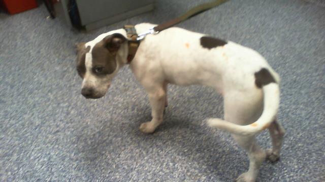 Shelter Stray Male Dog last seen CHARLOTTE, 8315 Byrum Dr, Charlotte, NC 28217, USA