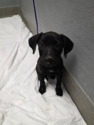 Shelter Stray Female Dog last seen , 655 N Mojave Rd, Las Vegas, NV 89101, USA