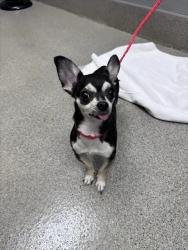 Shelter Stray Female Dog last seen Near BLOCK E LAKE MEAD BLVD, LAS VEGAS NV 89115, 655 N Mojave Rd, Las Vegas, NV 89101, USA