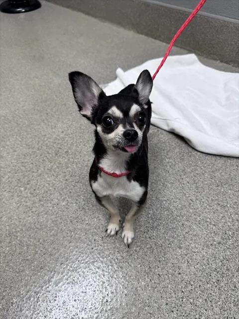 Shelter Stray Female Dog last seen Near BLOCK E LAKE MEAD BLVD, LAS VEGAS NV 89115, 655 N Mojave Rd, Las Vegas, NV 89101, USA