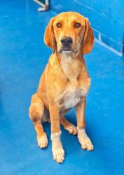 Shelter Stray Male Dog last seen , 201 S Mt Vernon Ave, Bakersfield, CA 93307, USA