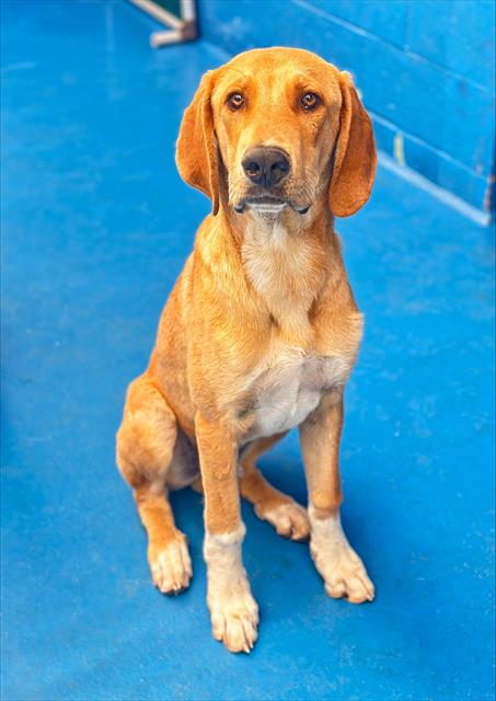 Shelter Stray Male Dog last seen , 201 S Mt Vernon Ave, Bakersfield, CA 93307, USA