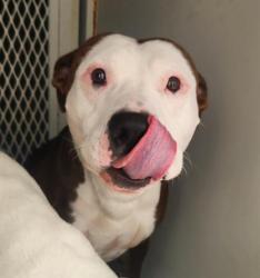 Shelter Stray Male Dog last seen Near BLOCK BOULDER HWY, LAS VEGAS NV 89122, 655 N Mojave Rd, Las Vegas, NV 89101, USA