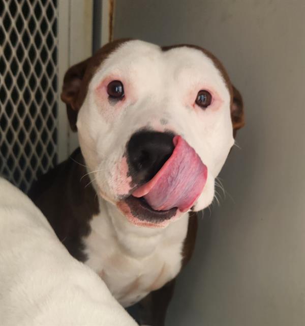 Shelter Stray Male Dog last seen Near BLOCK BOULDER HWY, LAS VEGAS NV 89122, 655 N Mojave Rd, Las Vegas, NV 89101, USA