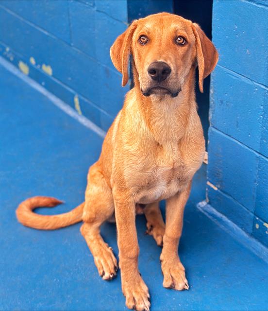 Shelter Stray Male Dog last seen , 201 S Mt Vernon Ave, Bakersfield, CA 93307, USA