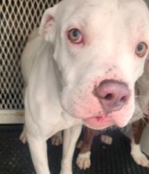 Shelter Stray Male Dog last seen Near BLOCK BOULDER HWY, LAS VEGAS NV 89122, 655 N Mojave Rd, Las Vegas, NV 89101, USA
