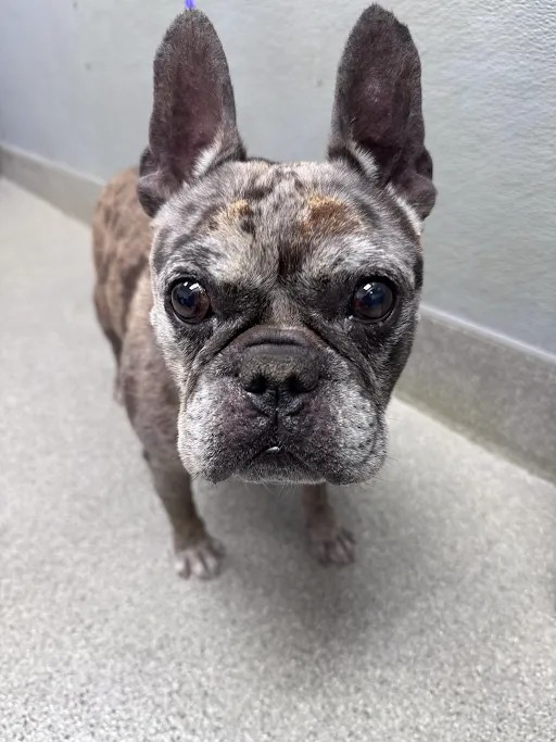 Shelter Stray Male Dog last seen S HOLLYWOOD BLVD & E SAHARA AVE, 655 N Mojave Rd, Las Vegas, NV 89101, USA