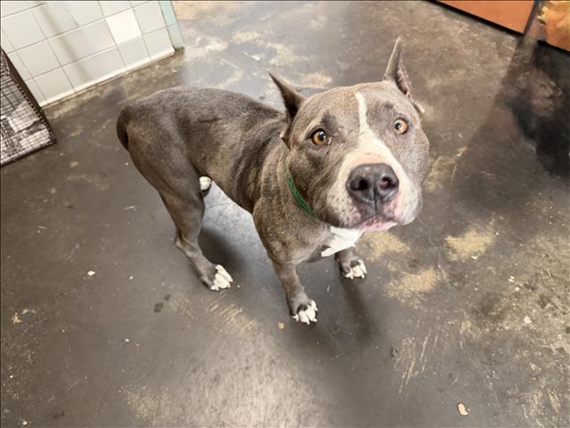 Shelter Stray Female Dog last seen , 957 N Gaffey St, San Pedro, CA 90731, USA