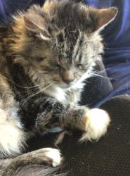 Lost Female Cat last seen Helmer drive, Philadelphia, PA 19154