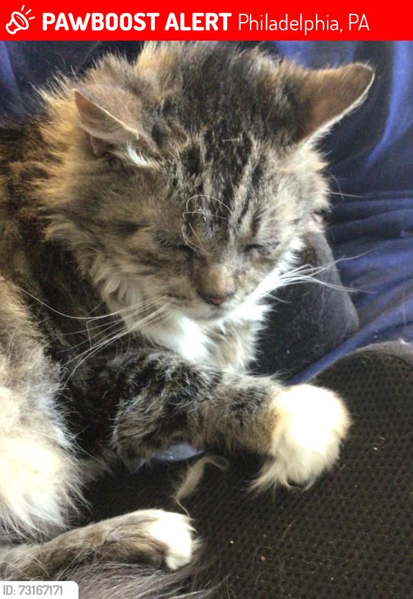 Lost Female Cat last seen Helmer drive, Philadelphia, PA 19154