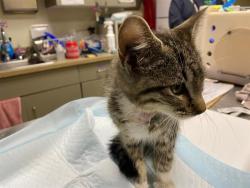 Shelter Stray Male Cat last seen Near BLOCK W BOBOLINK AVE, 3839 W Burnham St, West Milwaukee, WI 53215, USA