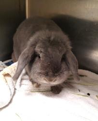 Shelter Stray Female Other last seen , 1850 W 60th St, Los Angeles, CA 90047, USA
