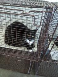 Shelter Stray Unknown Cat last seen , 1850 W 60th St, Los Angeles, CA 90047, USA