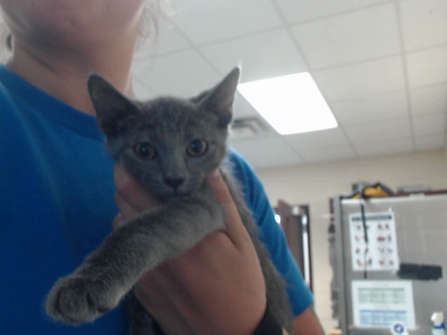 Shelter Stray Male Cat last seen Near BLOCK MURCHISON RD, SPRING LAKE NC 28390, 4704 Corporation Dr, Fayetteville, NC 28306, USA