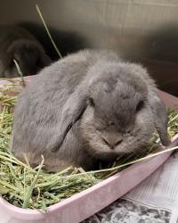 Shelter Stray Female Other last seen , 1850 W 60th St, Los Angeles, CA 90047, USA