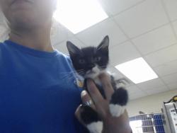 Shelter Stray Male Cat last seen Near BLOCK MURCHISON RD, SPRING LAKE NC 28390, 4704 Corporation Dr, Fayetteville, NC 28306, USA