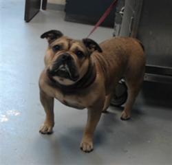 Shelter Stray Female Dog last seen Near BLOCK GILLESPIE ST, FAYETTEVILLE NC 28306, 4704 Corporation Dr, Fayetteville, NC 28306, USA