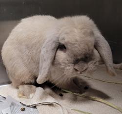 Shelter Stray Male Other last seen , 1850 W 60th St, Los Angeles, CA 90047, USA