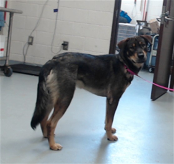Shelter Stray Male Dog last seen Near CALABASH DR, PARKTON NC 28371, 4704 Corporation Dr, Fayetteville, NC 28306, USA