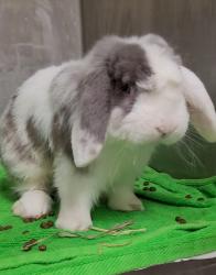 Shelter Stray Male Other last seen , 1850 W 60th St, Los Angeles, CA 90047, USA