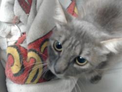 Shelter Stray Female Cat last seen Near BLOCK TOM STARLING RD, FAYETTEVILLE NC 28306, 4704 Corporation Dr, Fayetteville, NC 28306, USA