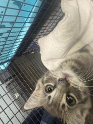Shelter Stray Unknown Cat last seen , 1850 W 60th St, Los Angeles, CA 90047, USA