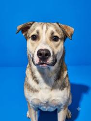 Shelter Stray Male Dog last seen Near BLOCK SPOTTSWOOD, 2020 Forest St, Jacksonville, FL 32204, USA