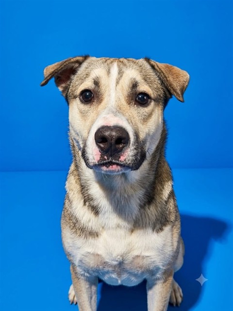 Shelter Stray Male Dog last seen Near BLOCK SPOTTSWOOD, 2020 Forest St, Jacksonville, FL 32204, USA