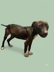 Shelter Stray Female Dog last seen Near BLOCK W 32ND ST, 2020 Forest St, Jacksonville, FL 32204, USA