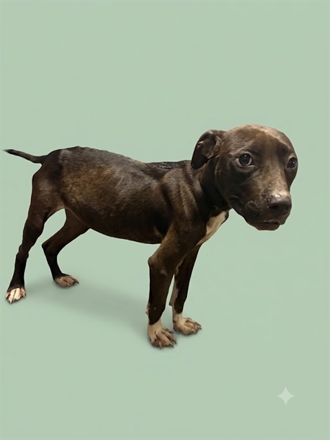 Shelter Stray Female Dog last seen Near BLOCK W 32ND ST, 2020 Forest St, Jacksonville, FL 32204, USA