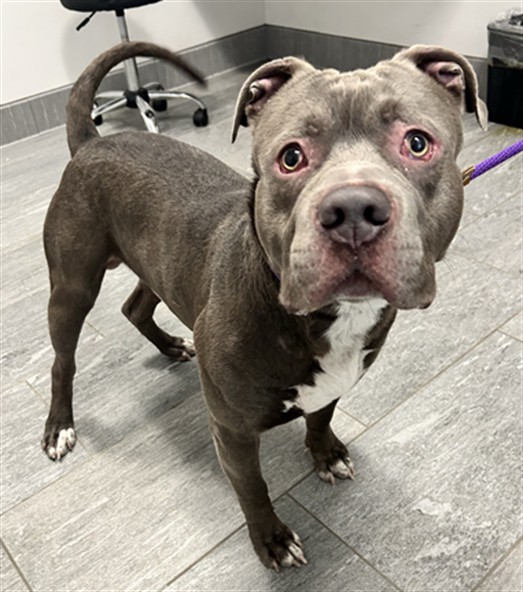 Shelter Stray Male Dog last seen , 2080 S Quebec St, Denver, CO 80231, USA