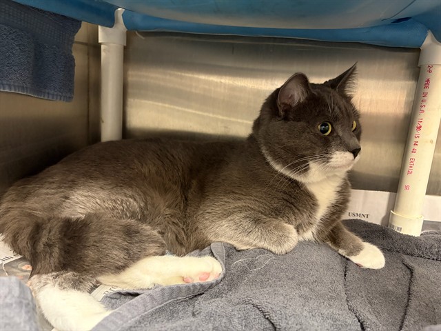 Shelter Stray Male Cat last seen UNKNOWN, 5501 E Van Buren St, Phoenix, AZ 85008, USA