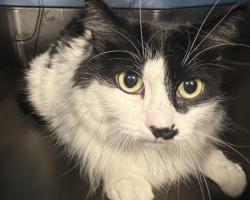 Shelter Stray Female Cat last seen Near BLOCK KITTREDGE ST, DENVER CO 80239, 2080 S Quebec St, Denver, CO 80231, USA