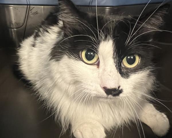 Shelter Stray Female Cat last seen Near BLOCK KITTREDGE ST, DENVER CO 80239, 2080 S Quebec St, Denver, CO 80231, USA
