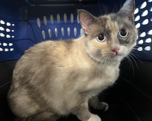 Shelter Stray Female Cat last seen Near BLOCK KITTREDGE ST, DENVER CO 80239, 2080 S Quebec St, Denver, CO 80231, USA