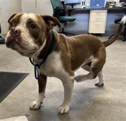 Shelter Stray Male Dog last seen , 600 Aviation Dr, Camarillo, CA 93010, USA