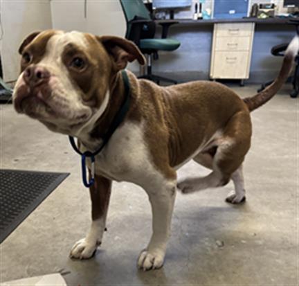 Shelter Stray Male Dog last seen , 600 Aviation Dr, Camarillo, CA 93010, USA